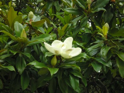 АБХАЗИЯ. НОВЫЙ АФОН - P7240079.JPG