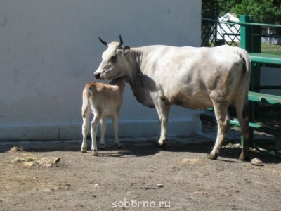 Зоопарк - волы.jpg