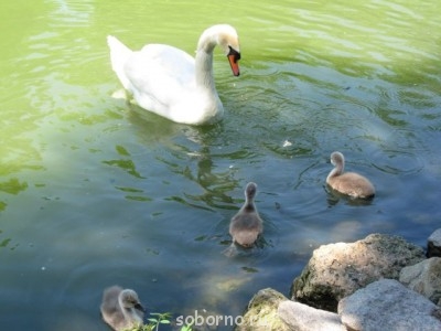 Зоопарк - лебеди.jpg