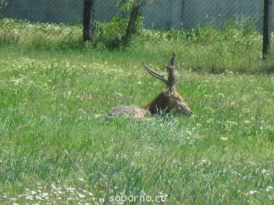 Зоопарк - кит олень.jpg