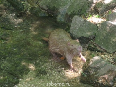 Зоопарк - нутрия.jpg