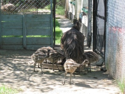 Зоопарк - страусята.jpg