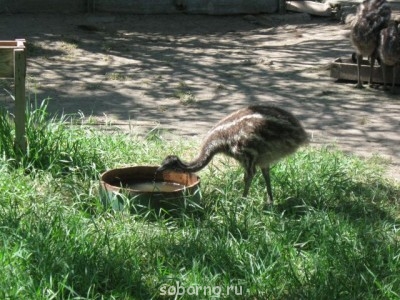 Зоопарк - страусята1.jpg