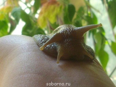 Улитки Ахатины - IMGP5731.JPG