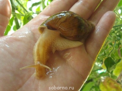 Улитки Ахатины - IMGP5734.JPG