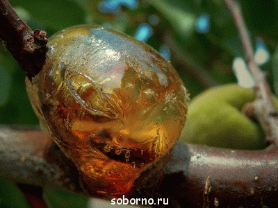 Не к столу будь сказано... - Смола.gif