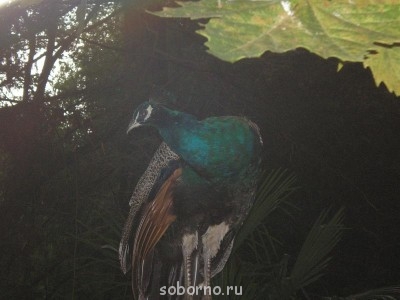 Сочи и окрестности 2010 - P8180084.JPG