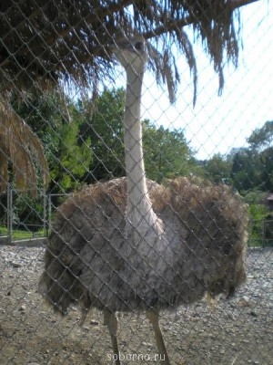 Сочи и окрестности 2010 - P8240109.jpg