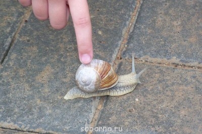 Улитки Ахатины - 100_0357.jpg