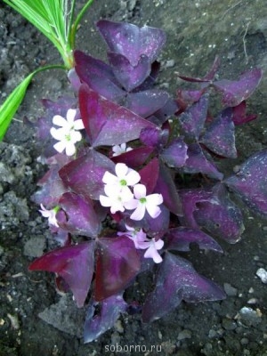 Домашние любимцы комнатные цветы  - IMG_7636.jpg