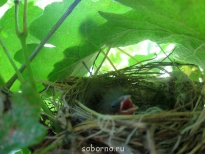 Пернатые соседи дикие  - IMG_7676.jpg