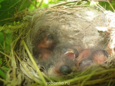 Пернатые соседи дикие  - IMG_7679.jpg