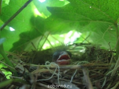 Пернатые соседи дикие  - IMG_7686.jpg