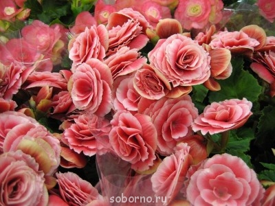 Доброе утро и Спокойной ночи  - Бегонии.jpg