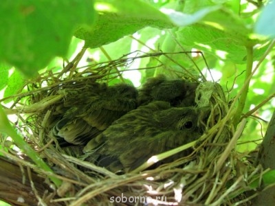 Пернатые соседи дикие  - IMG_7713.jpg