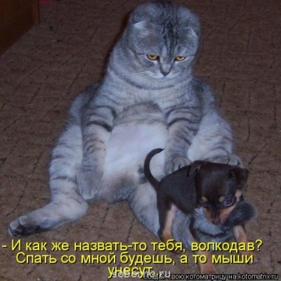 Они такие забавные смешные фото и видео  - 1748101.jpg