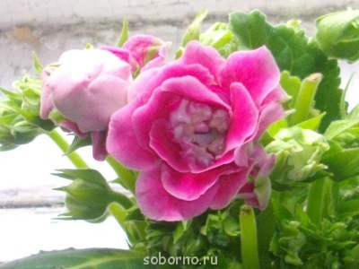 Домашние любимцы комнатные цветы  - IMGP6104.JPG