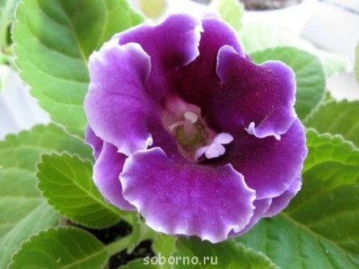 Домашние любимцы комнатные цветы  - IMG_7720.jpg