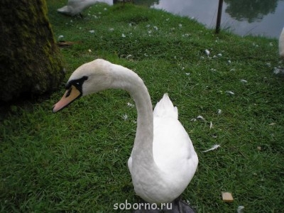 АБХАЗИЯ. НОВЫЙ АФОН - P7270238.JPG