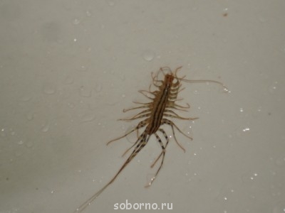 Бр-р-р-р... Насекомые всякие - DSC09137.JPG