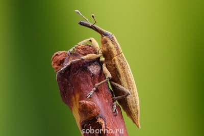 Бр-р-р-р... Насекомые всякие - 2635679.jpg