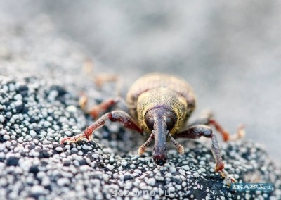 Бр-р-р-р... Насекомые всякие - 1233655265_0516d114758bc155a5a3c6662bec0350_article.jpg