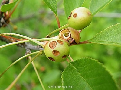 Бр-р-р-р... Насекомые всякие - v1-1_ss.jpg