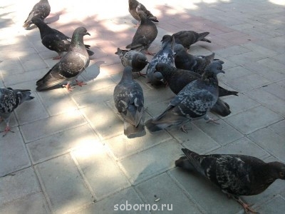 Пернатые соседи дикие  - 009.jpg