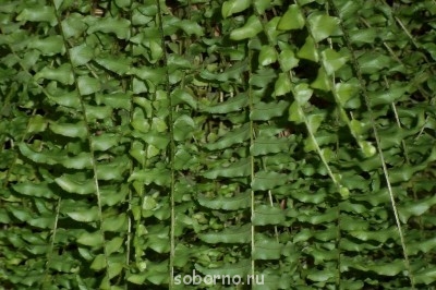 Домашние любимцы комнатные цветы  - 100_0475.jpg