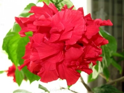 Домашние любимцы комнатные цветы  - IMG_7778.jpg