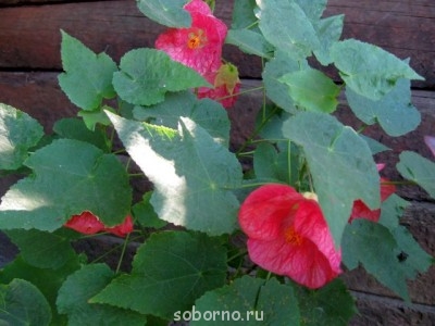 Домашние любимцы комнатные цветы  - IMG_7764.jpg