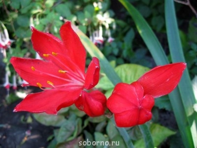 Домашние любимцы комнатные цветы  - IMG_7761.jpg