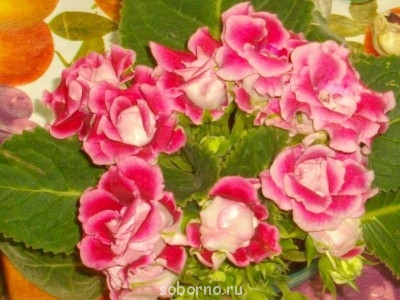 Буйство цвета