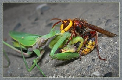 Бр-р-р-р... Насекомые всякие - Битва.jpg