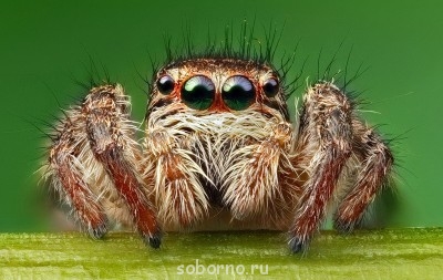 Бр-р-р-р... Насекомые всякие - Здрасте граждане.jpg