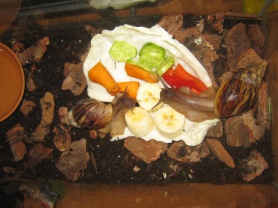 Улитки Ахатины - IMG_0806.jpg