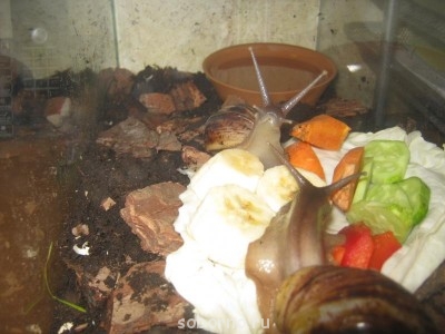 Улитки Ахатины - IMG_0807.jpg