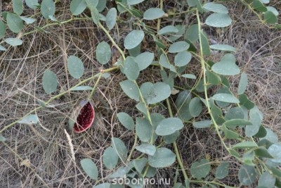 Флудильничек - DSC_0718.JPG